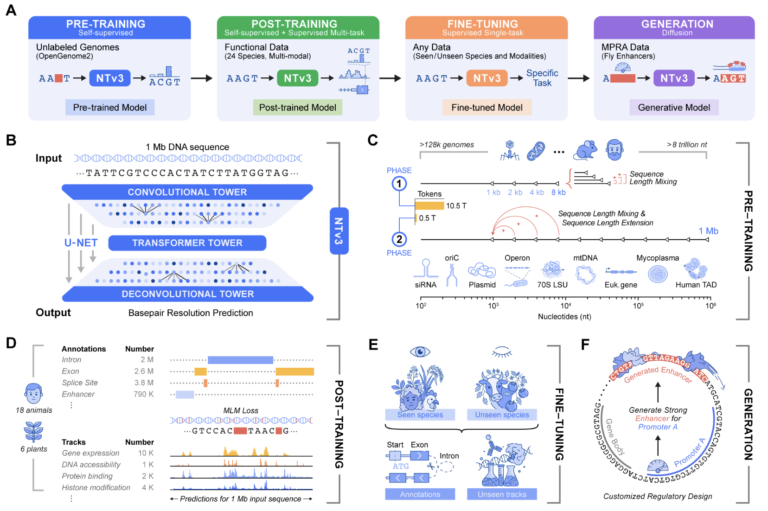 InstaDeep Introduces Nucleotide Transformer v3 (NTv3): A New Multi-Species Genomics Foundation Model, Designed for 1 Mb Context Lengths at Single-Nucleotide Resolution