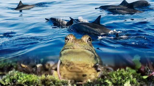 These Animals Might Have A More Messed Up Sleep Cycle Than You